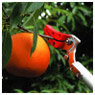 果実、枝を確実につかむ標準タイプ。毛虫・蓑虫やトゲに触れずに安全に作業できます。(採収部＜ツカミ＞は取り外すことができます。)