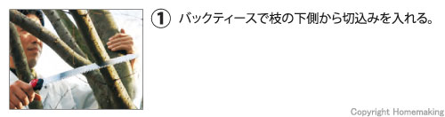 バックティースで枝の下側から切込みを入れる。