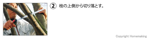枝の上側から切り落とす。