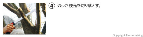 残った枝元を切り落とす。