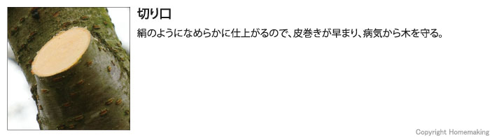 切り口は絹のようになめらかに仕上がるので、皮巻きが早まり、病気から木を守る。