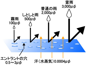 エントラントの穴と水蒸気・雨滴サイズとの関係