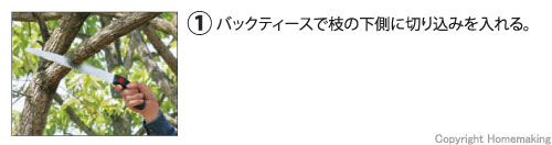 バックティースで枝の下側に切りこみを入れる。