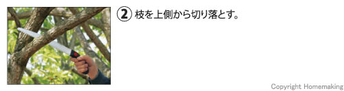 枝を上側から切り落とす。