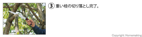 重い枝の切落とし完了。