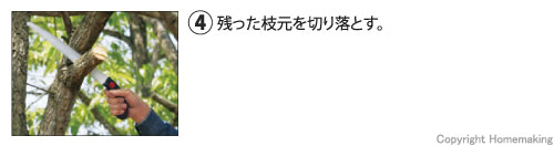 残った枝元を切り落とす。