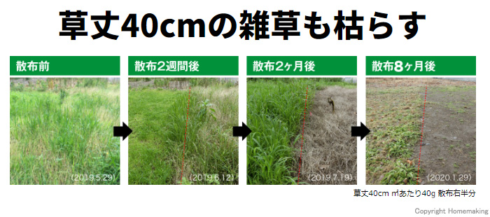 草丈40cmの雑草も枯らす